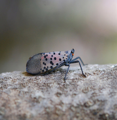 Lanternfly on bark surface with black spots on wings.