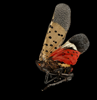 Lanternfly in flight with spotted brown wings and a red hind wing visible.