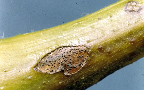 a blistered skin of a grape stem with raised black spots