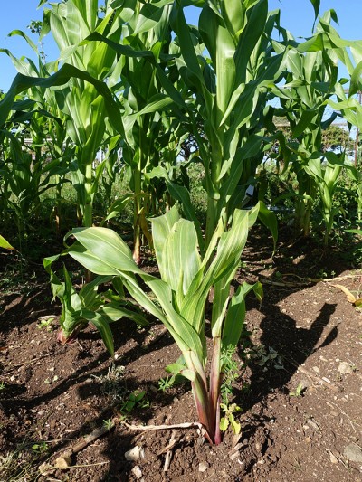 2 dwarfed corn plants in front of larger unaffected plants