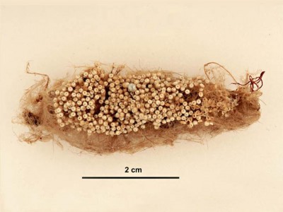 fibrous cocoon with multiple eggs