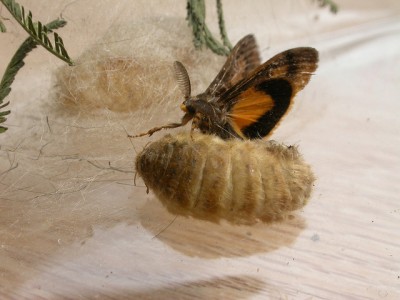 Moth with brown coloured wings on wingless, large, pale-coloured  female