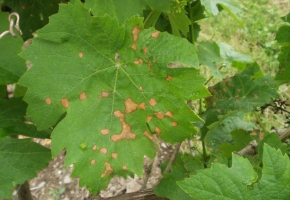 multiple light brown spots scattered over a leaf surface