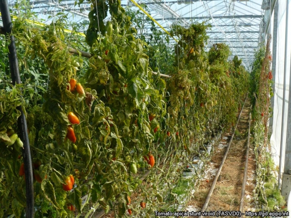 greenhouse tomato plants with wilted leaves and distended fruit