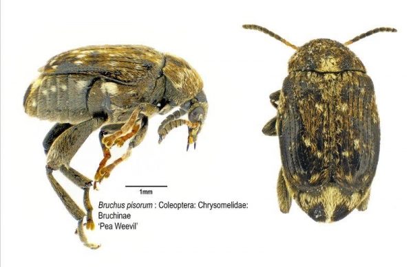 side and top view of adult pea weevil