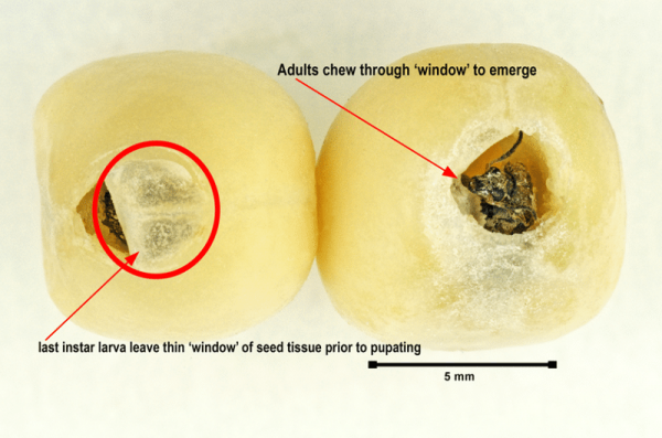 larva in pea with a thin covering over hole, and an adult pea weevil chewing through the cover to crawl out
