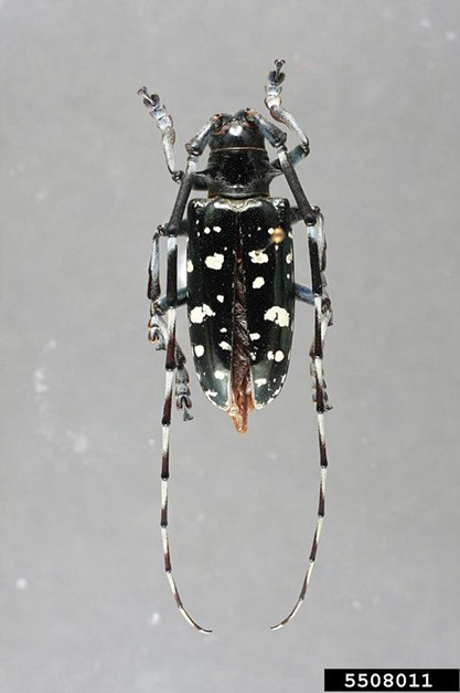 Narrow-bodied beetle with long antennae and white spots.