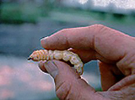 hand holding a larvae, which is nearly the length of the thumb.