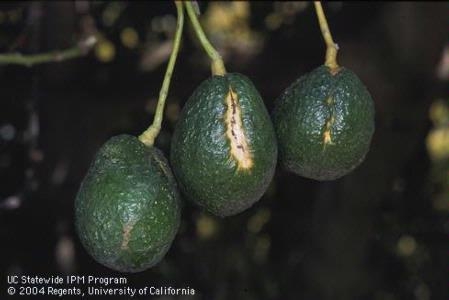 avocados with a long, sunken light discoloration on surface
