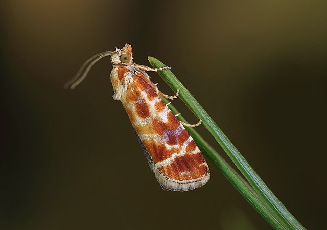 Rusty orange winged moth with irregular stripes.