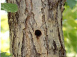 Tree with a large circular hole.
