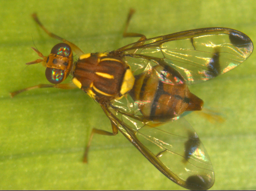 Female melon fly on a leaf, showing the fly's markings and ovipositor