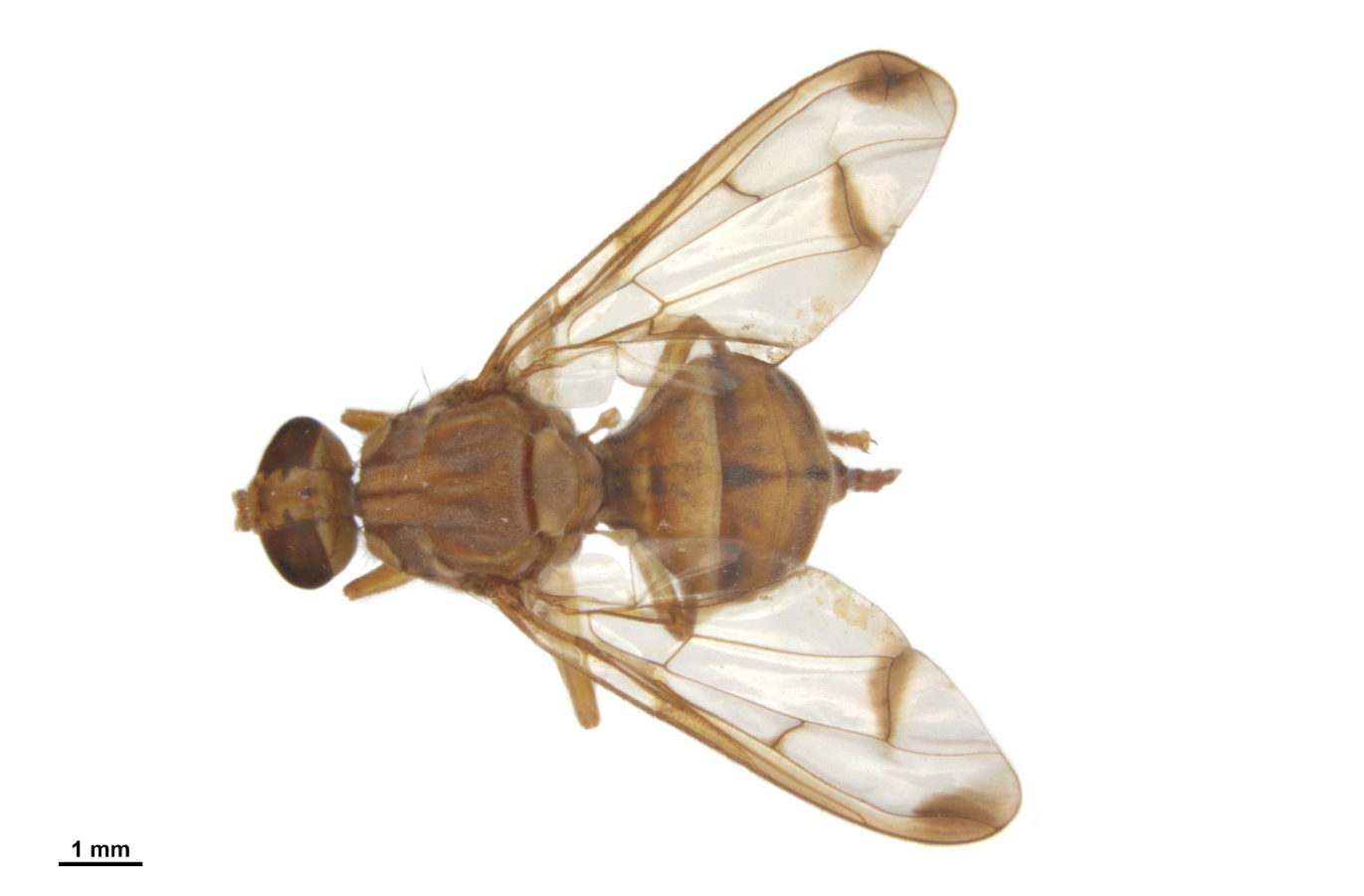 Dorsal view of an adult female melon fly