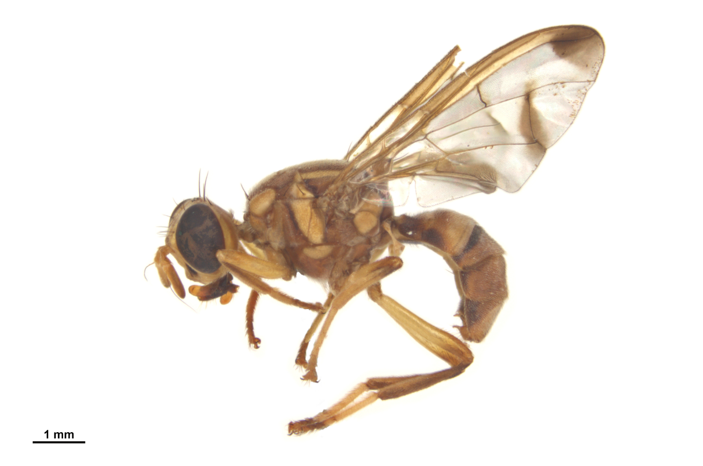 Lateral view of an adult male melon fly