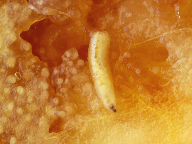 A medfly maggot feeding on fruit. surface