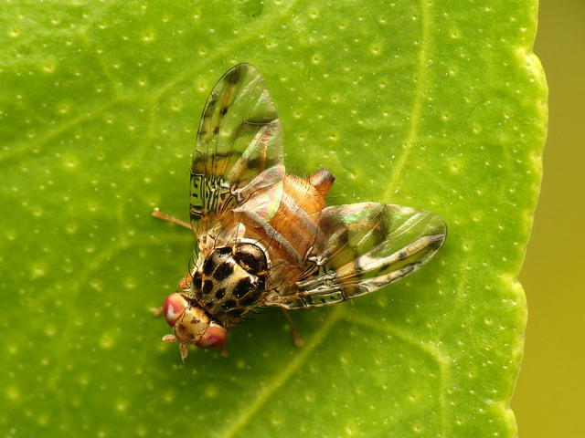 Adult medfly on leaf surface with bands of colour