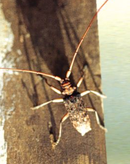 narrow bodied beetle with long antennae