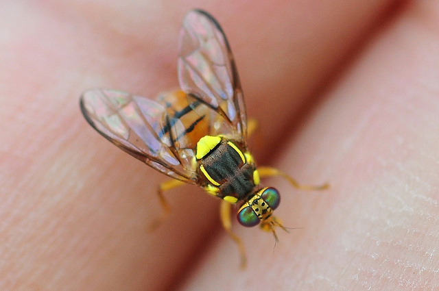 adult fruit fly with bright yellow markings