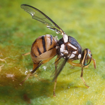 fly with ovipositor laying eggs in fruit