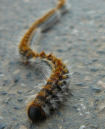 end-to-end line of dark coloured caterpillars with bristles