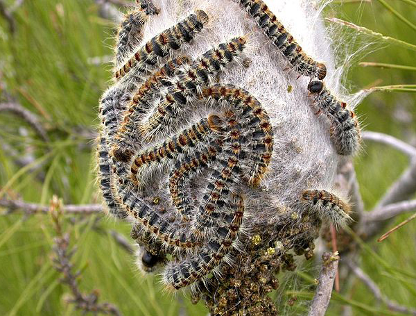 large round-shaped silken nest covered in multiple caterpillars