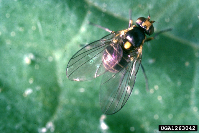 black fly on a leaf with yellow markings on its head and body