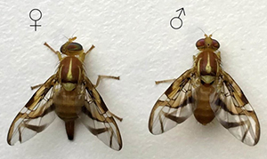 2 flies with curved stripes on wings, female fly with ovipositor