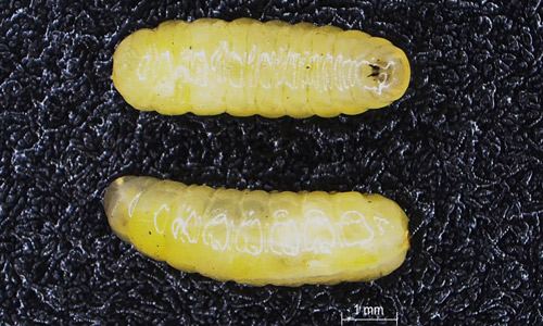 yellow coloured larvae