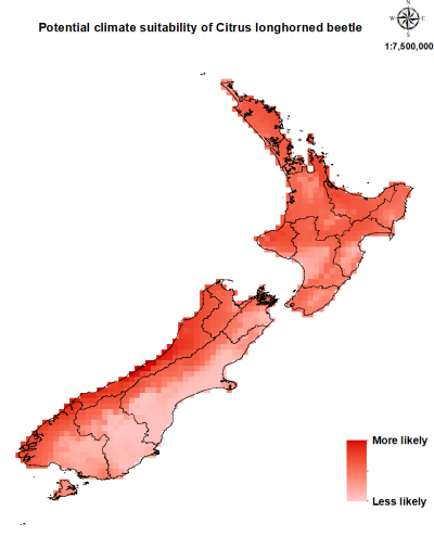 Map of New Zealand showing areas where citrus longhorn beetle could establish.