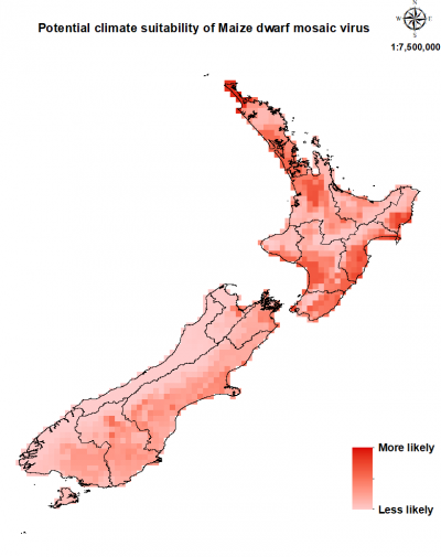 Map of New Zealand showing areas where maize dwarf mosaic virus could establish.