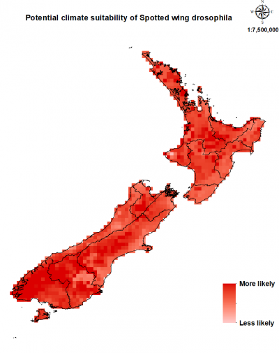 Map of New Zealand showing where the spotted wing drosophila could establish