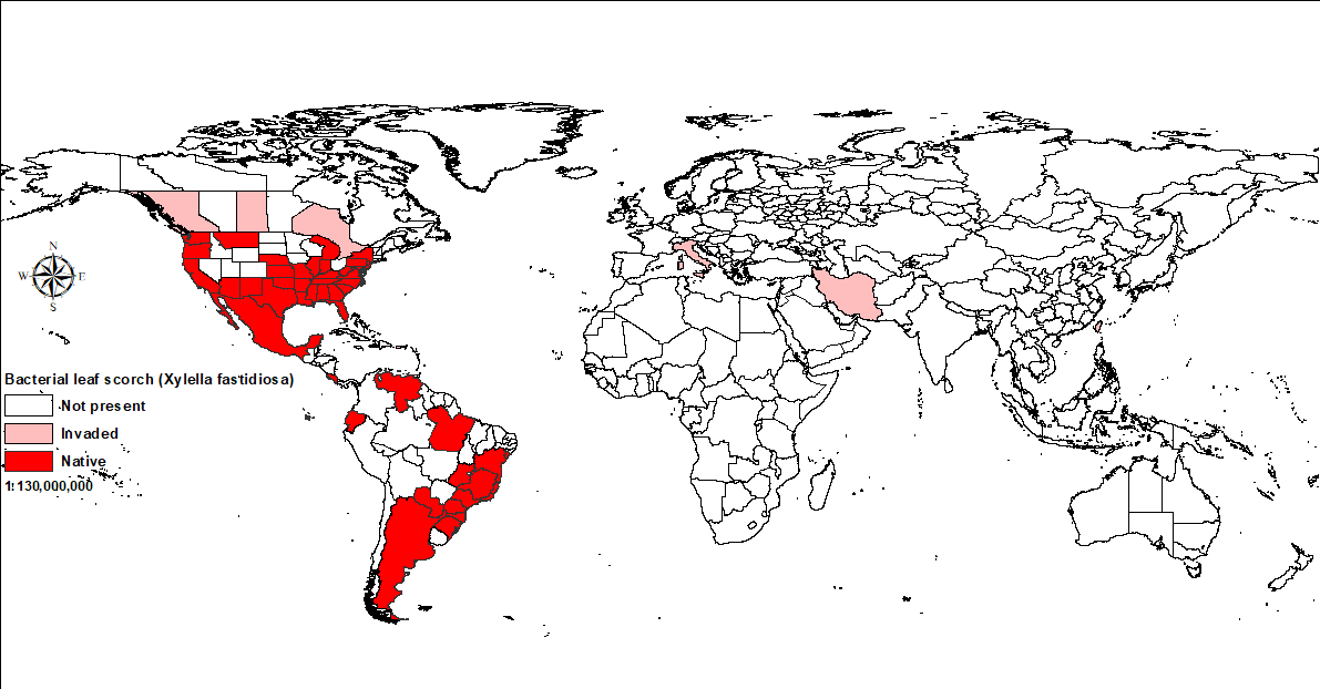 World distribution of bacterial leaf scorch