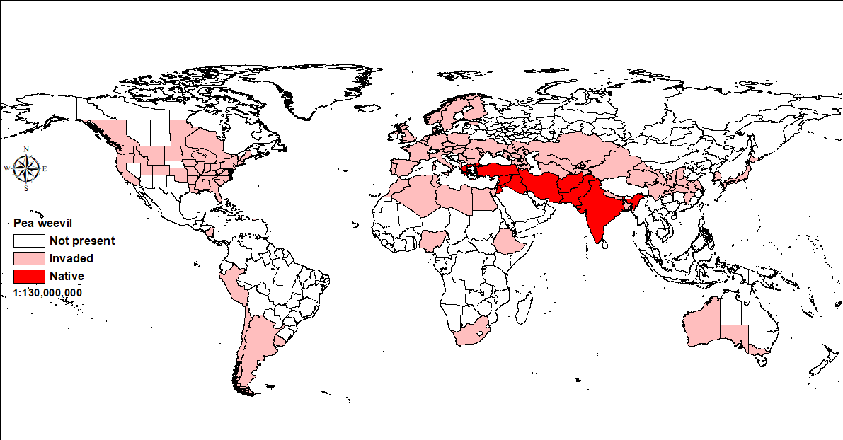 World map showing distribution of pea weevil