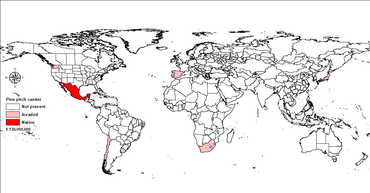 World map showing distribution of pine pitch canker