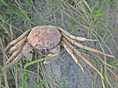 Light brown Chinese mitten crab