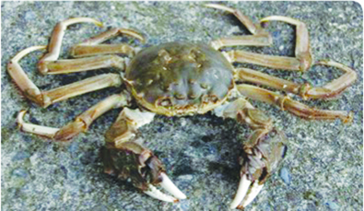 Olive green Chinese mitten crab