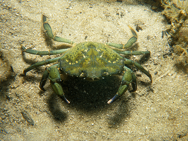 green mottled coloured crab