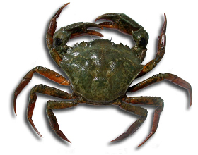 green crab with orange underneath legs