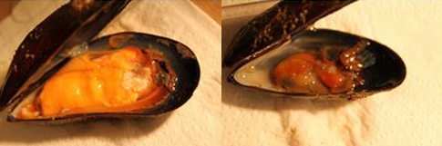 Healthy mussel with firmer body. Sick mussel with watery body.