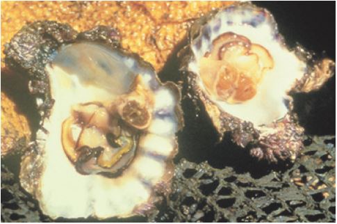 Creamy coloured healthy oyster. Sick oyster with yellow, watery body.