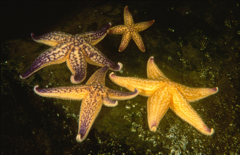 4 yellow Northern Pacific seastars with purple markings on top