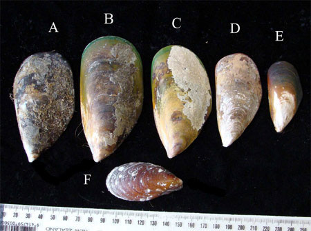 Dark blue-black coloured mussel, 2 larger green-lipped mussels, 2 brown mussels, and a smaller, brown coloured native mussel