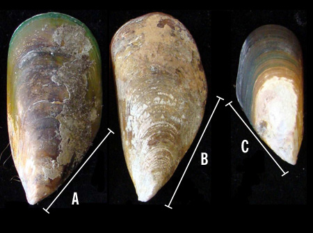 Green-lipped mussel with curved bottom shell edge, 2 brown mussels with straighter bottom shell edge