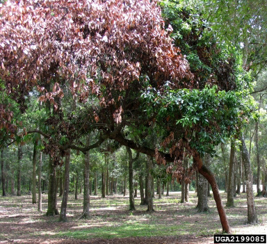 A red bay tree with over half of the leaves a purple colour.