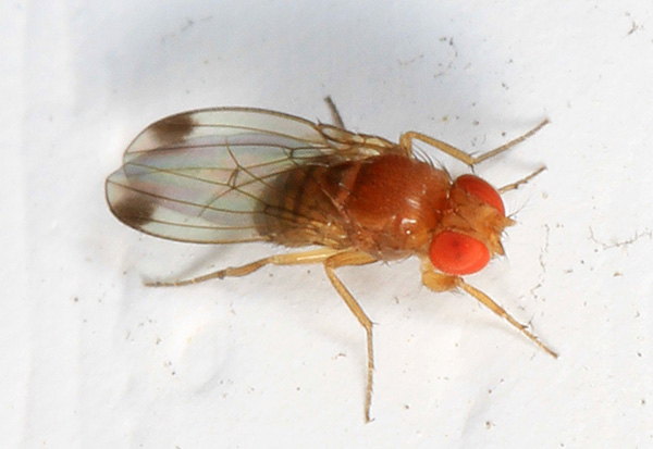 Fly with dark coloured spots on outer edges of its wings