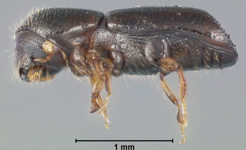 Side view of a dark brown coloured beetle