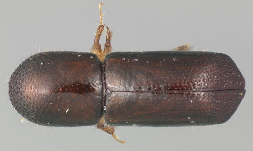 Top view of dark-brown beetle