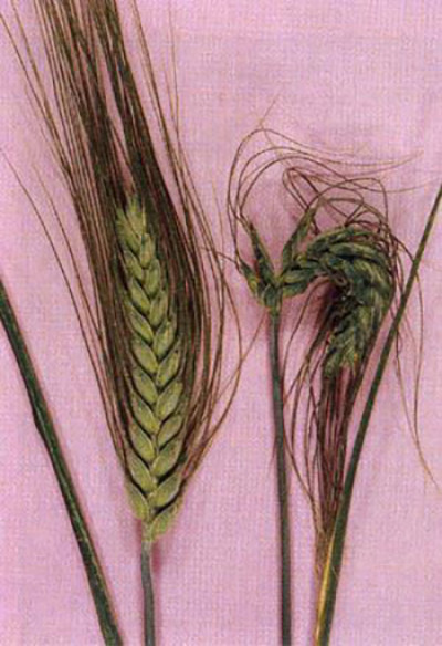 2 wheat heads side by side, showing the affected wheat head on the left