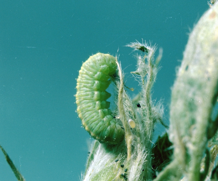 green-coloured weevil larva