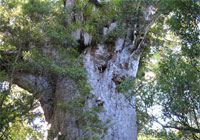 kauri tree with kauri dieback disease